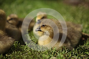 Cute ducks,Â Group of little yellow ducklings, Household